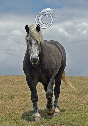 Perceron Heavy Horse DM1190
